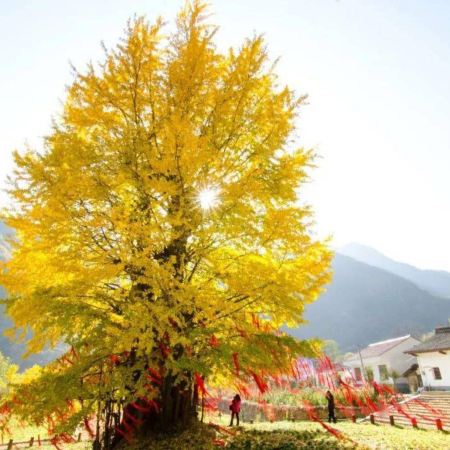 《秋日限定~陽山銀杏林+粉黛花海》小江千年銀杏林 、萬山朝王觀景台、峰林曉鎮、千穀溪~九重飛瀑 保證入住連州鉑威酒店+清遠中凱華府假日酒店(約600呎一房一廳客房) 清遠陽山3天團