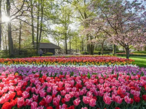 庫肯霍夫公園鬱金香花卉展