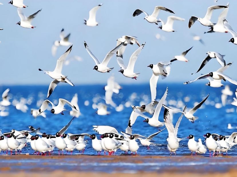 黃河口生態旅遊區