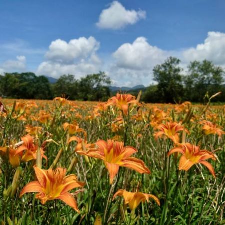 南投+台中+台北 5天賞花之旅  日月潭 (包遊湖船)、松林町妖怪村、溪頭 、伊達邵老街、扇形車庫園、八卦山大佛、審計新村 