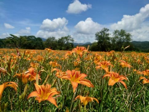 南投+台中+台北 5天賞花之旅 日月潭 (包遊湖船)、松林町妖怪村、溪頭 、伊達邵老街、扇形車庫園、八卦山大佛、審計新村 南投+台中+台北 5天賞花之旅 日月潭 (包遊湖船)、松林町妖怪村、溪頭 、伊達邵老街、扇形車庫園、八卦山大佛、審計新村