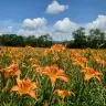 南投+台中+台北 5天賞花之旅  日月潭 (包遊湖船)、松林町妖怪村、溪頭 、伊達邵老街、扇形車庫園、八卦山大佛、審計新村 