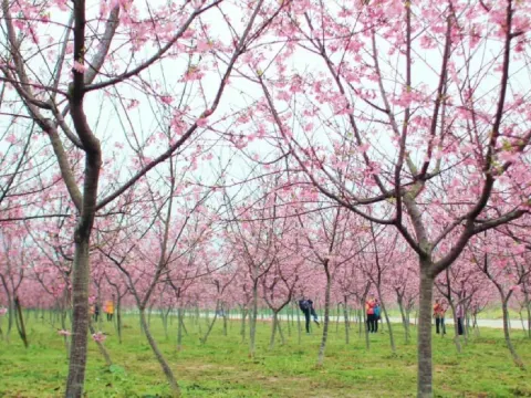 天適櫻花悠樂園