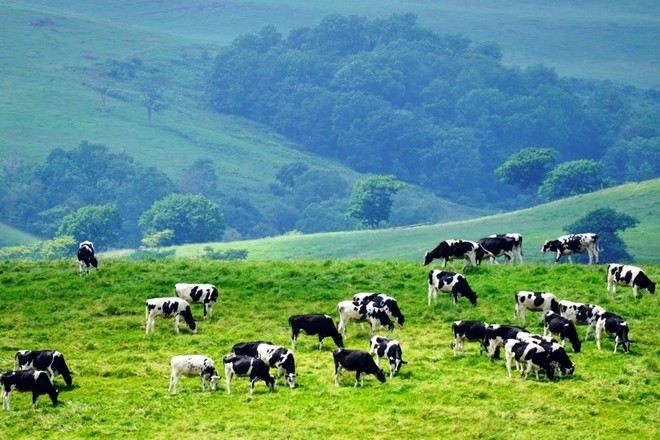 Naitai高原牧場@北海道官方旅遊網