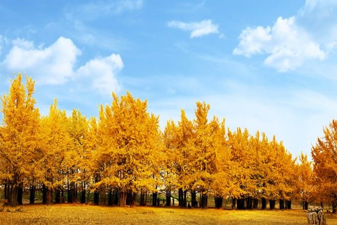 隨州千年銀杏谷