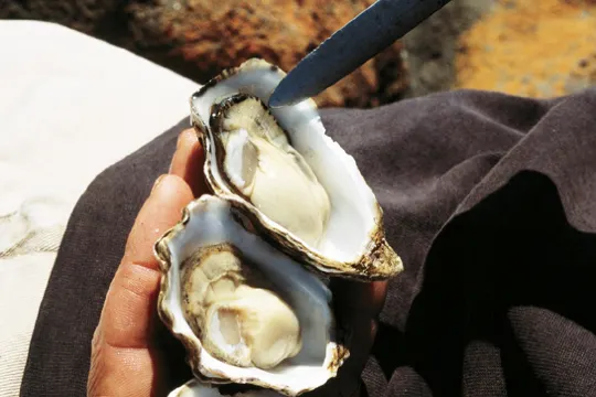 試食新鮮生蠔