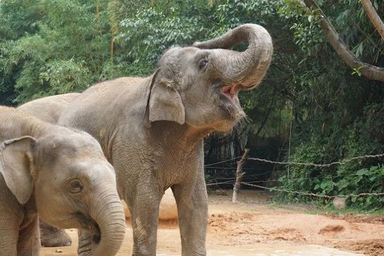 長隆野生動物世界