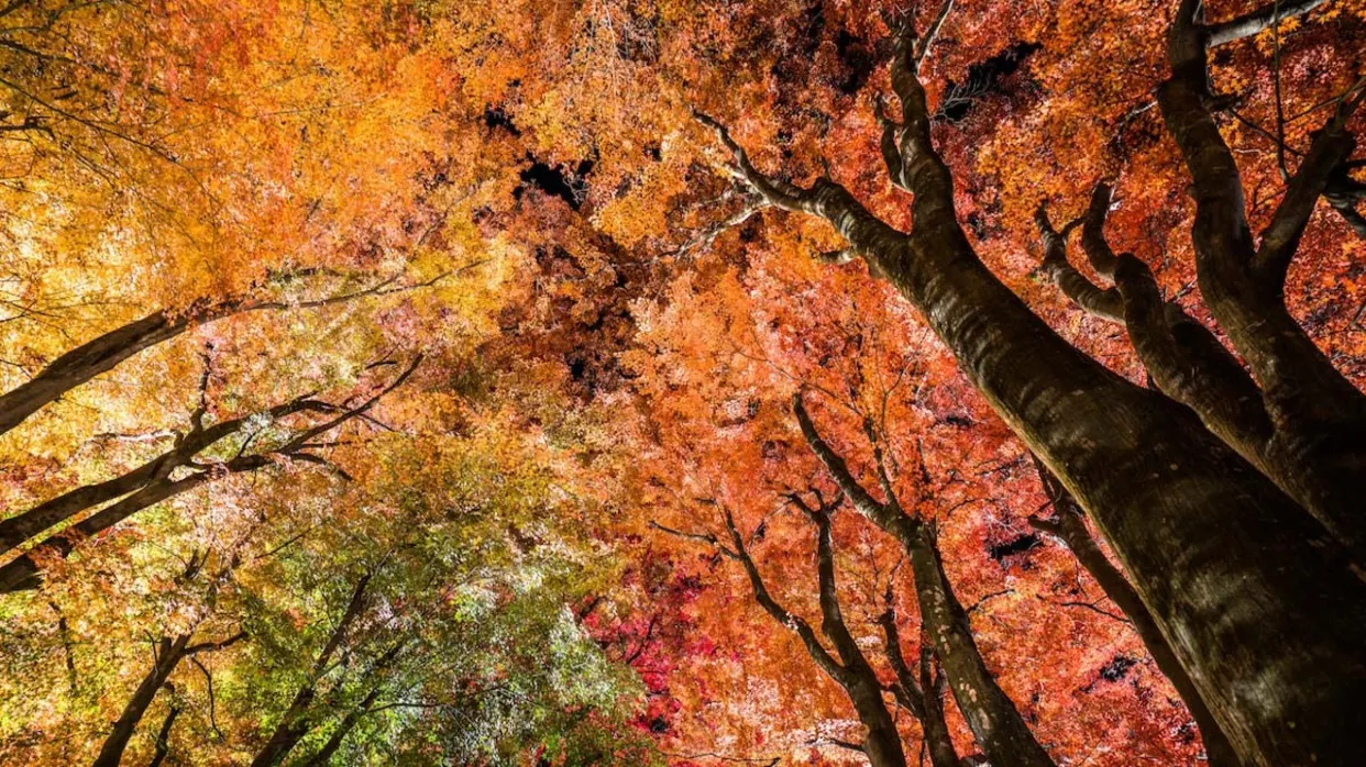河口湖紅葉迴廊
