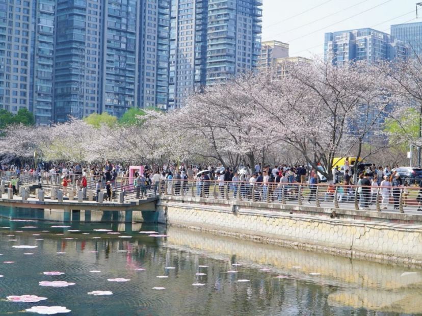 西北湖廣場賞染井吉野櫻花