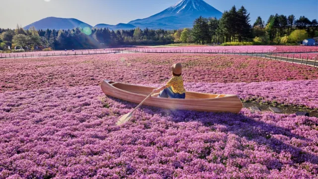 本栖湖富士芝櫻