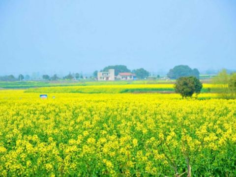 蔡甸油菜花海