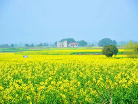 蔡甸油菜花海