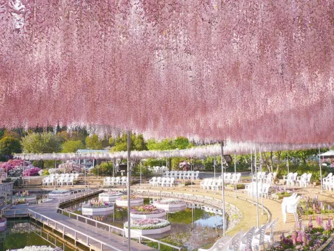 足利花卉公園~紫藤花