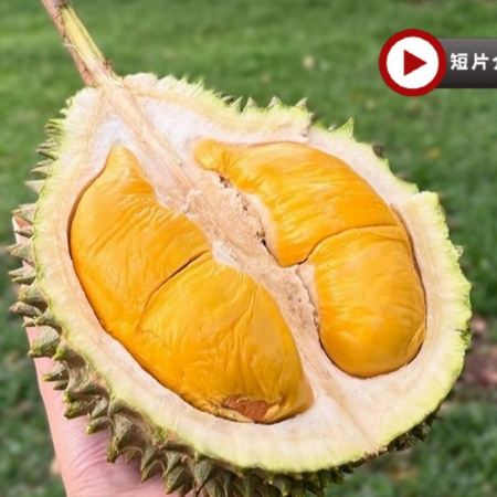 《季節限定 榴槤任食》吉隆坡+馬六甲+雲頂 悠閒 榴槤任食5天團 ※【黄金棕櫊度假村餐廳】海上樓～川粵料理、【米芝蓮推介精選餐廳】蘇浙苑、有米氣【海鮮燜煲】