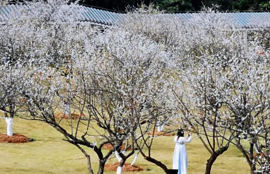 蘿崗香雪公園梅花