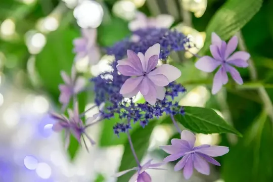 名花之里 五角星花 鳶尾花