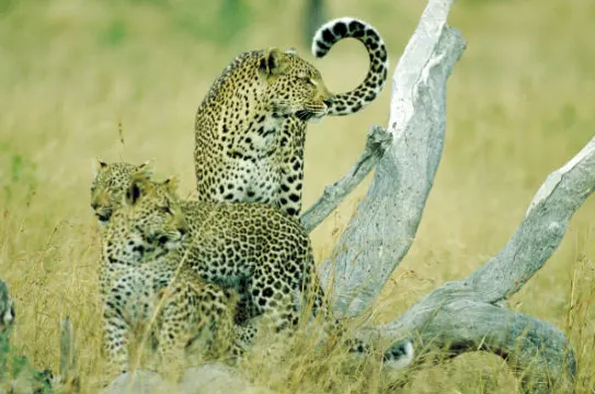 捕獵者動物世界