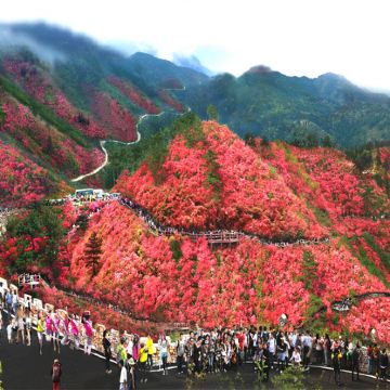 武漢春日杜鵑、賞花5天純玩高鐵團 木蘭雲霧山杜鵑花海、東湖櫻園/東湖綠道、花博匯花海、乘船兩江夜遊、沙湖公園、科幻感懸掛式列車光谷空軌、曇華林老街、黃鶴樓、湖北省博物館、藝術酒店下午茶