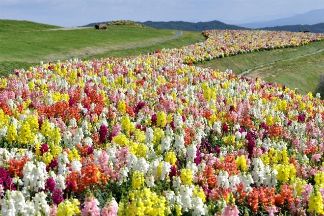 淡路四季花畑 金魚草(5月中旬~6月中旬)