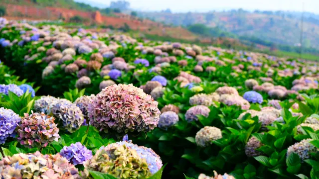 南國山花花卉莊園