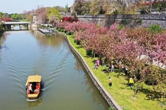 荊州古城老南門櫻花