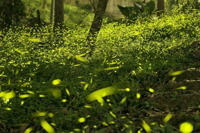 東勢林場賞螢火蟲