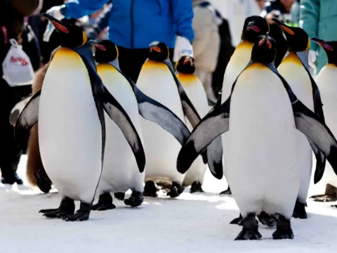 旭山動物園企鵝