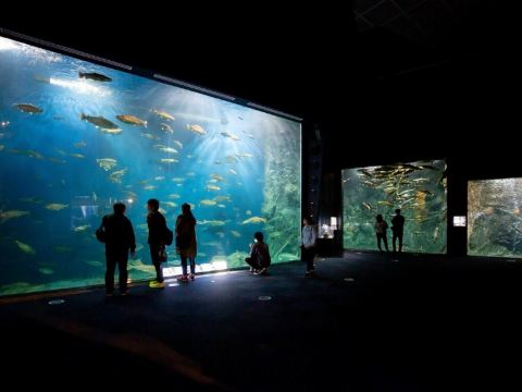 千歲水族館