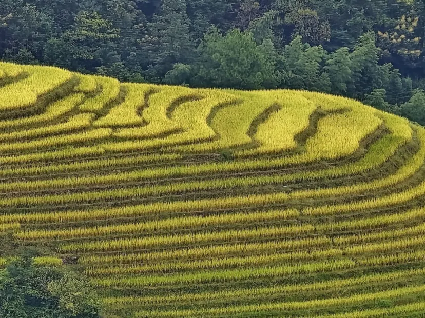 龍脊梯田