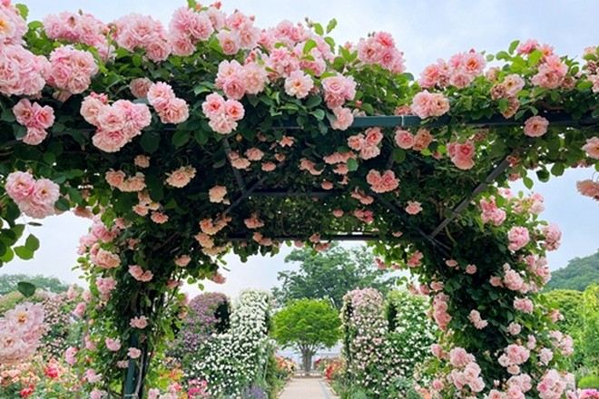 足利花卉公園 玫瑰