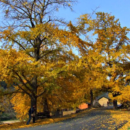 🍁古東紅楓、🍂海洋鄉銀杏、恭城月柿4天升級純玩高鐵團  桂林(船遊一江四湖、象鼻山)、陽朔(竹筏夜遊遇龍河、如意峰)、靈川(海洋鄉銀杏林、古東森林瀑布景區~賞紅楓)、恭城(一年一度月柿節)