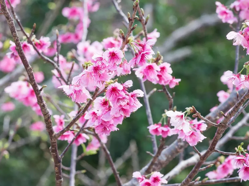 八重岳櫻之森公園