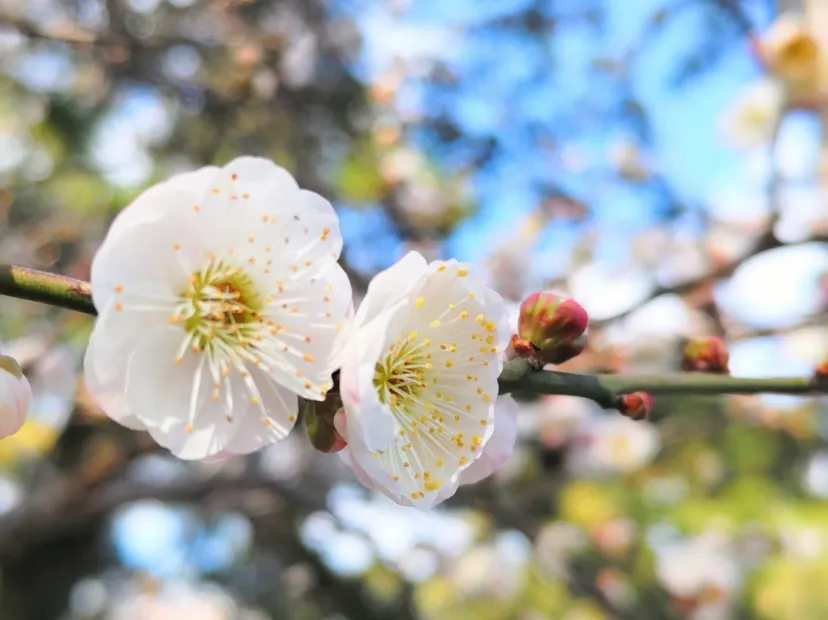 小田原城