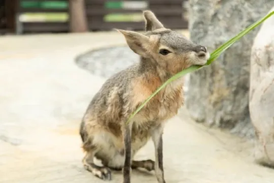 蘭陽動植物王國