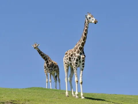 九州自然動物公園
