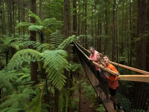 紅木樹林空中健步行