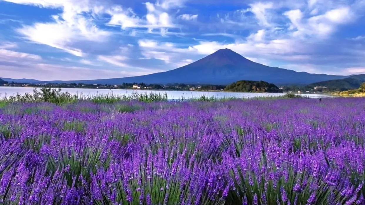 富士薰衣草祭
