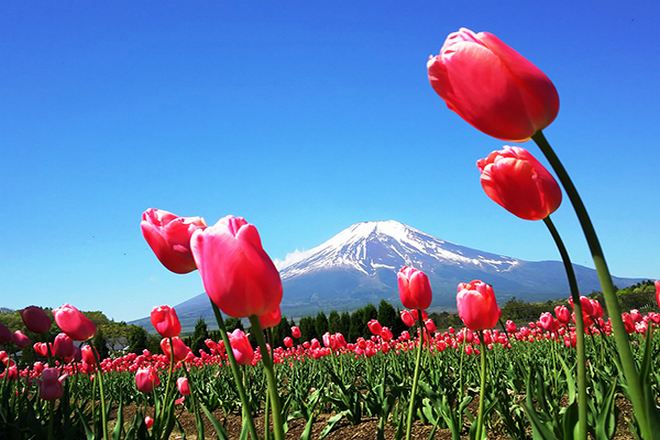 山中湖花之都公園~清流之里