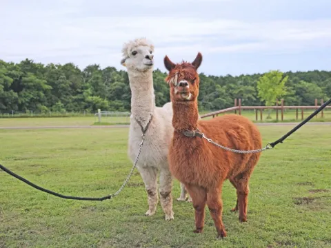 《親子人氣景點》Mother牧場