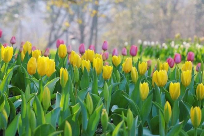 太子灣公園~鬱金香