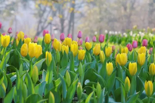 太子灣公園~鬱金香