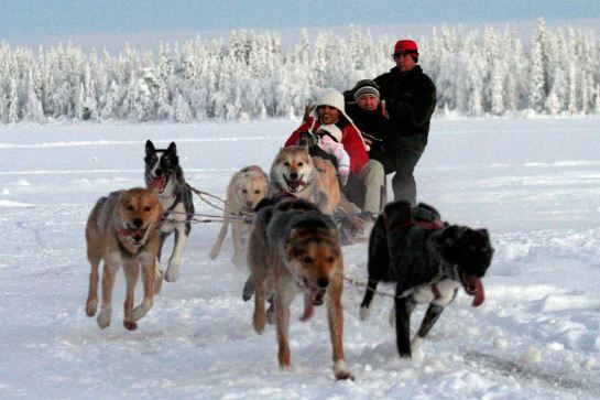 動感體驗～哈士奇狗拉車