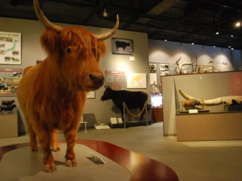 牛之博物館