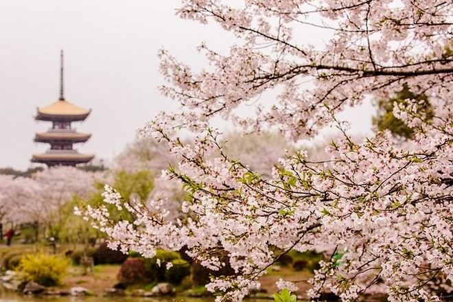 東湖磨山櫻花園