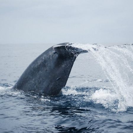 【3鑽】斯里蘭卡  追蹤藍鯨6天團  【大象孤兒院、佩拉德尼皇家植物園(世界自然遺產)、瀕臨海龜保育中心、聖城康堤、觀賞文化舞蹈表演、加耳古都、希克杜沃(度假區)、美蕊沙(追蹤藍鯨)、觀賞高蹺立釣 】