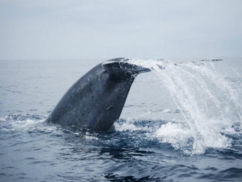 斯里蘭卡  追蹤藍鯨6天團  【大象孤兒院、佩拉德尼皇家植物園(世界自然遺產)、瀕臨海龜保育中心、聖城康堤、觀賞文化舞蹈表演、加耳古都、希克杜沃(度假區)、美蕊沙(追蹤藍鯨)、觀賞高蹺立釣 】