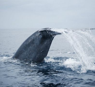 斯里蘭卡  追蹤藍鯨6天團  【大象孤兒院、佩拉德尼皇家植物園(世界自然遺產)、瀕臨海龜保育中心、聖城康堤、觀賞文化舞蹈表演、加耳古都、希克杜沃(度假區)、美蕊沙(追蹤藍鯨)、觀賞高蹺立釣 】