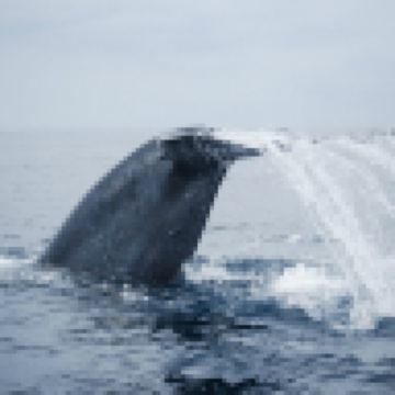 斯里蘭卡  追蹤藍鯨6天團  【大象孤兒院、佩拉德尼皇家植物園(世界自然遺產)、瀕臨海龜保育中心、聖城康堤、觀賞文化舞蹈表演、加耳古都、希克杜沃(度假區)、美蕊沙(追蹤藍鯨)、觀賞高蹺立釣 】