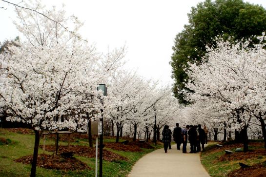 東湖櫻花園