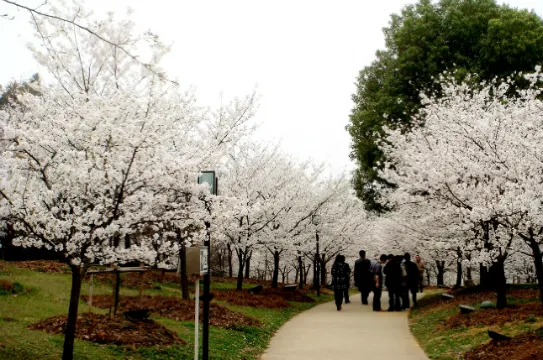 東湖櫻花園